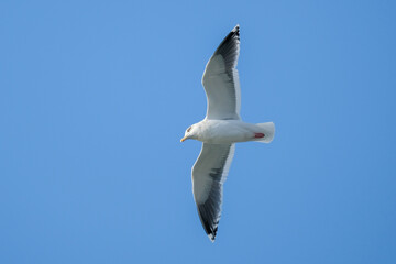 seagull in flight