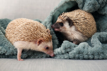 Cute hedgehogs with warm plaid on bed © Pixel-Shot