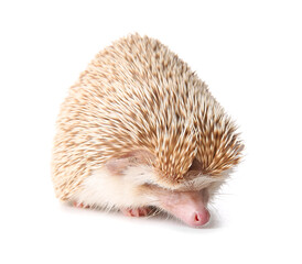 Cute hedgehog on white background