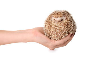 Woman holding cute hedgehog on white background