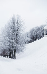 Naklejka premium Trees with frost on the branches in the park.