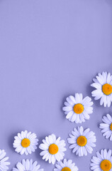 Fototapeta premium Flowers in the trendy color of the year 2022 Very Peri. Color of the year 2022. Background for designers