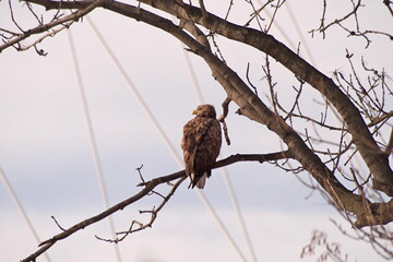 eagle