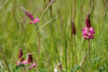 Fototapeta premium Spring floral background - bokeh meadow with pink common sainfoin flower (Onobrychis viciifolia) in focus on the right (Kaiserstuhl hills, Germany)