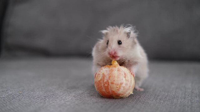 the hamster is sitting on the sofa and eating a tangerine, celebrating the new year and christmas