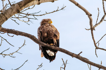 eagle