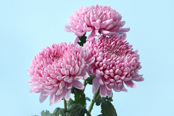 Pink chrysanthemum flowers on blue background, closeup