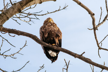 eagle