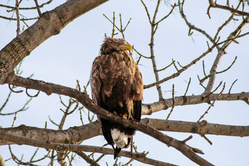 eagle on tree