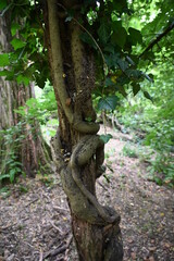 Tree, Baum, Wurzel, Verwachsung, root, strange