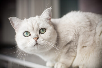 adult cat pedigree Scottish chinchilla straight ears