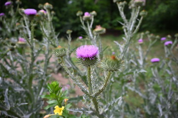 thistle, Distel, Blüte, blossom, bloom