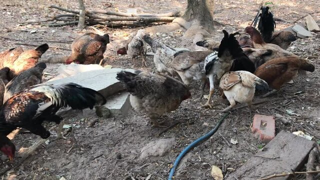galinhas, comida, ra&ccedil;&atilde;o, galo, puleiro, galinheiro, fazenda, bando, aves