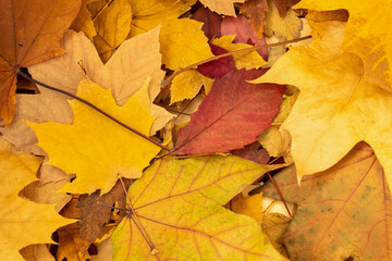 Naklejka na ściany i meble Autumn seasong leaves background