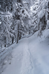 Frozen winter forest with snowcapped hiking trail