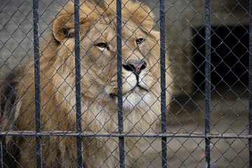 Lion in cage