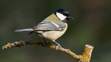 Black and Yellow (Great Tit)