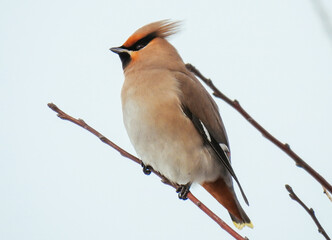 bird on branch
