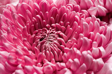 Texture of beautiful chrysanthemum flower, closeup