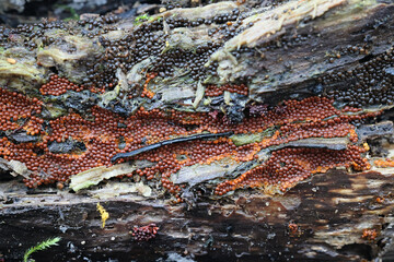 Trichia scabra, a slime mold of the order Trichiales, no common English name