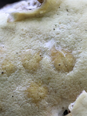 Trichoderma citrinum, also called Hypocrea citrina, wild fungus from Finland, no common English name