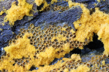 Trichia scabra, a slime mold of the order Trichiales, no common English name