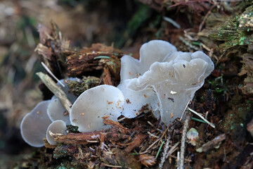 Pseudohydnum gelatinosum, known as toothed jelly fungus, false hedgehog mushroom, cat's tongue, and white jelly mushroom © Henri Koskinen
