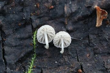 Mycena cyanorrhiza, known as blue-footed mycena, wild mushroom from Finland