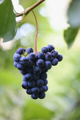 Blue grapevines and green leaves of a wine cultivar called Vitis Zilga growing in Finland