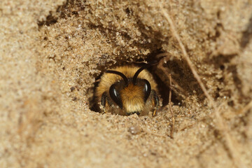 Closeup on a male Early cellophane bee, Colletes cunicularius, peaking  out of the underground nest