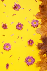Poster Beautiful chrysanthemum flowers and fallen leaves on yellow background © Pixel-Shot