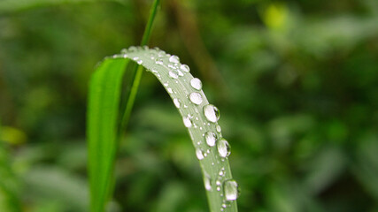 dewdrops, stuck together on a blade of grass. In the morning on a meadow