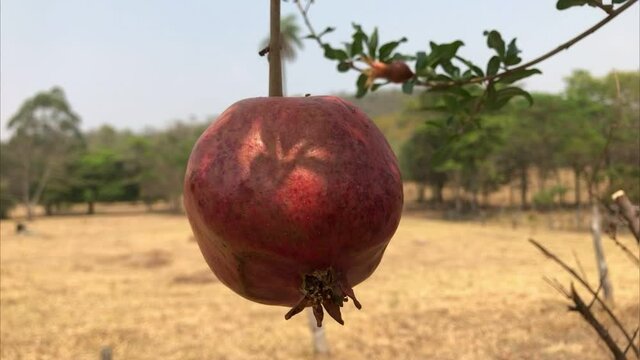 rom&acirc;, roman, fruto, fruta, fazenda, pomar, tenta&ccedil;&atilde;o, ro&ccedil;a, rural, agro, fruit