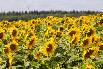 Fototapeta premium Blooming sunflowers natural background, close-up.