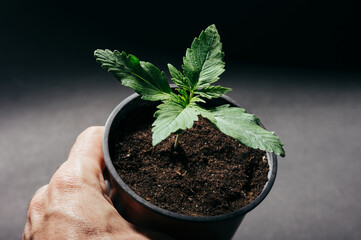 growing marijuana plant