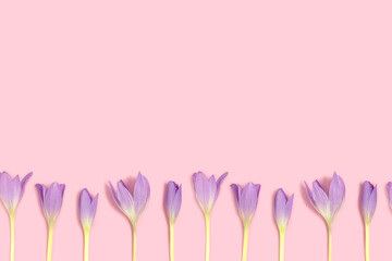 Row of colchicum flowers on a pink pastel background. Springtime delicate concept.