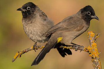 blackbird on a branch(White-spectacled Bulbul)