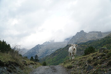 Obraz premium sheep in the mountains