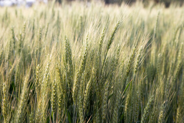 Obraz premium Field of green wheat in bright sunshine day.