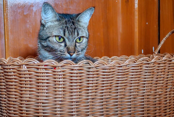 Fototapeta na wymiar A beautiful single cat sitting in a basket.