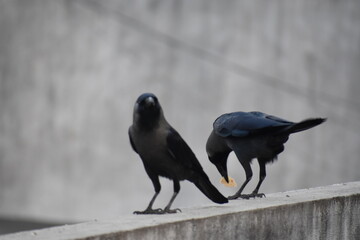 crow on the fence HD, VHD, UHD