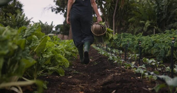 Rearview of an organic farmer carrying a basket full of freshly picked vegetables on her farm. Self-sufficient female farmer walking through her garden while harvesting vegetable produce.
