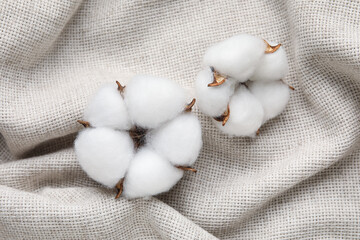 Beautiful cotton flowers on light fabric background, closeup
