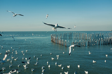 flock of seagulls