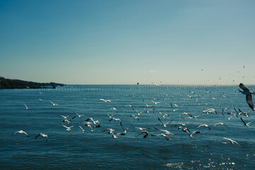 seagulls on the sea