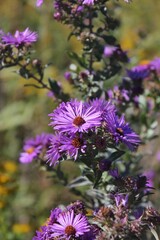 Obraz premium Purple wildflowers growing in the sunny meadow.
