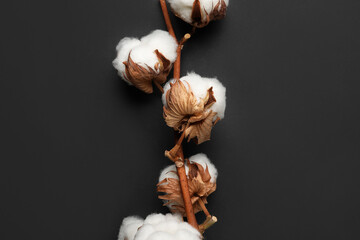 Branch of beautiful cotton flowers on dark background