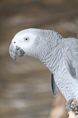 close up of a parrot