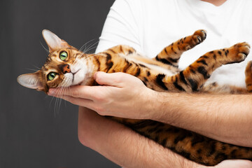 Unrecognizable man wearing white T-shirt holding beautiful adorable green eyed bengal cat,looking at camera on dark gray background.Ill pet care,love,child free concept.