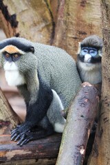 white tailed macaque